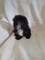 Buddy, a male Shih Tzu for sale in Jerome, MI – 1 of 4