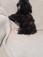 Buster, a male Shih Tzu for sale in Jerome, MI – 2 of 5