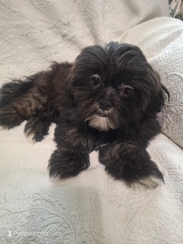 Buster – Shih Tzu puppy for sale in Jerome, MI