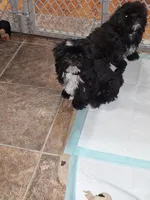 Buddy, a male Shih Tzu for sale in Jerome, MI – 2 of 4