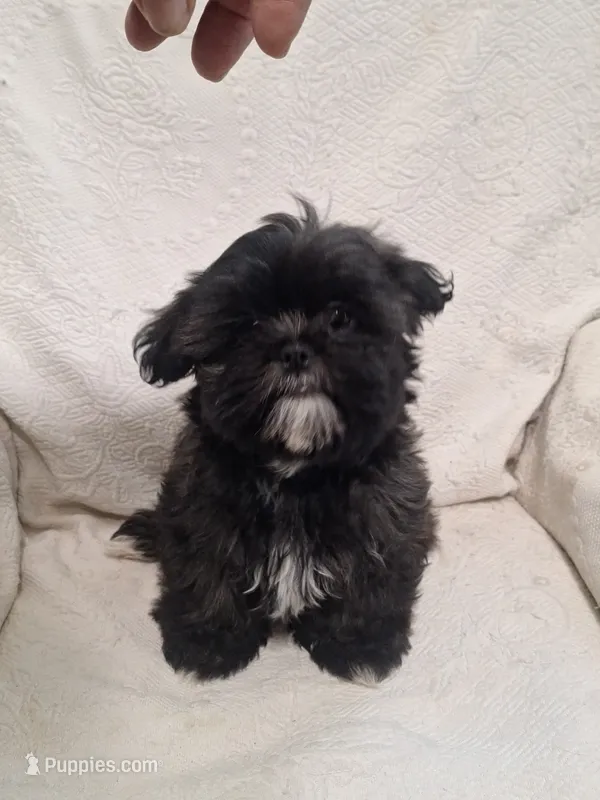 Buster – Shih Tzu puppy for sale in Jerome, MI