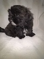 Buster, a male Shih Tzu for sale in Jerome, MI – 5 of 5