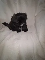 Buster, a male Shih Tzu for sale in Jerome, MI – 4 of 5