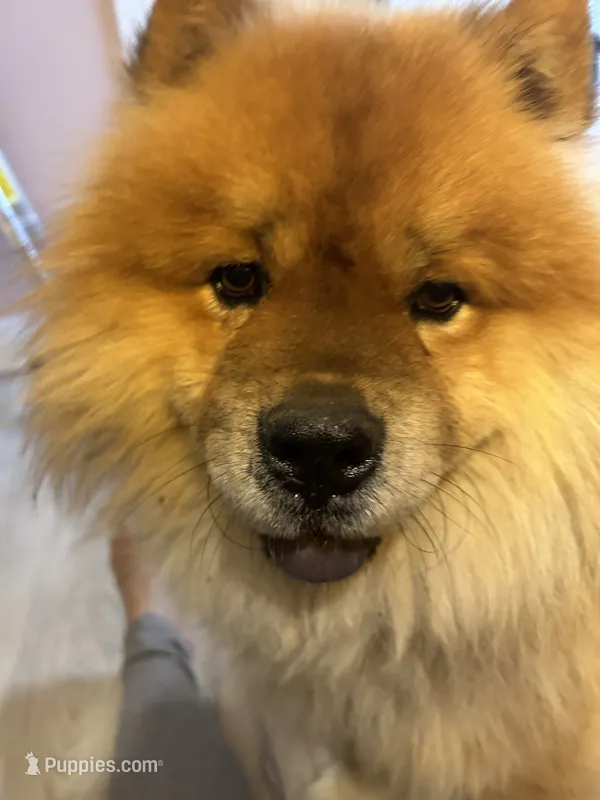 Comet  – Chow Chow puppy for sale in New York City, NY