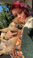 Ferrah, a female Chow Chow for sale in New York City, NY – 4 of 6