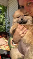 Ferrah, a female Chow Chow for sale in New York City, NY – 2 of 6