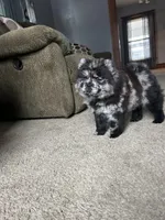 Panda , a female Chow Chow for sale in New York City, NY – Photo 3 of 7