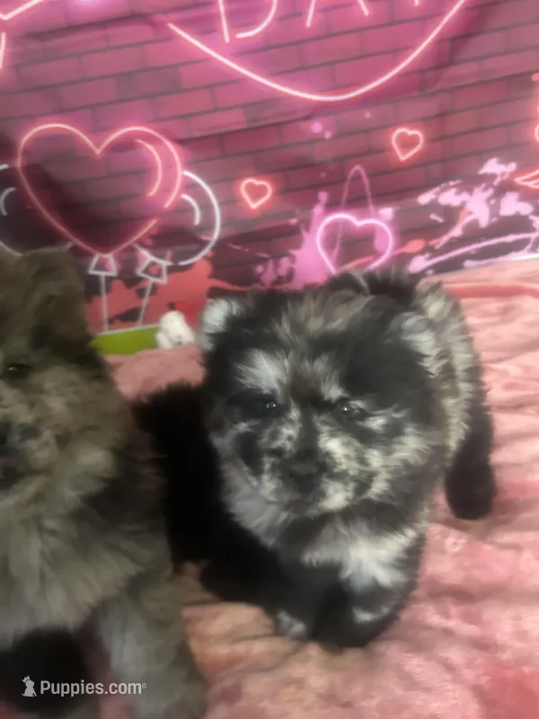 Panda , a female Chow Chow for sale in New York City, NY – Photo 1 of 7