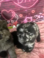 Panda , a female Chow Chow for sale in New York City, NY – Photo 1 of 7