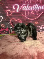 Panda , a female Chow Chow for sale in New York City, NY – Photo 5 of 7