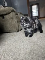Panda , a female Chow Chow for sale in New York City, NY – Photo 6 of 7
