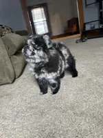 Panda , a female Chow Chow for sale in New York City, NY – Photo 2 of 7