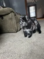 Panda , a female Chow Chow for sale in New York City, NY – Photo 4 of 7