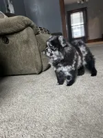 Panda , a female Chow Chow for sale in New York City, NY – Photo 7 of 7