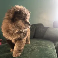 Drako, a male Chow Chow for sale in New York City, NY – Photo 4 of 9