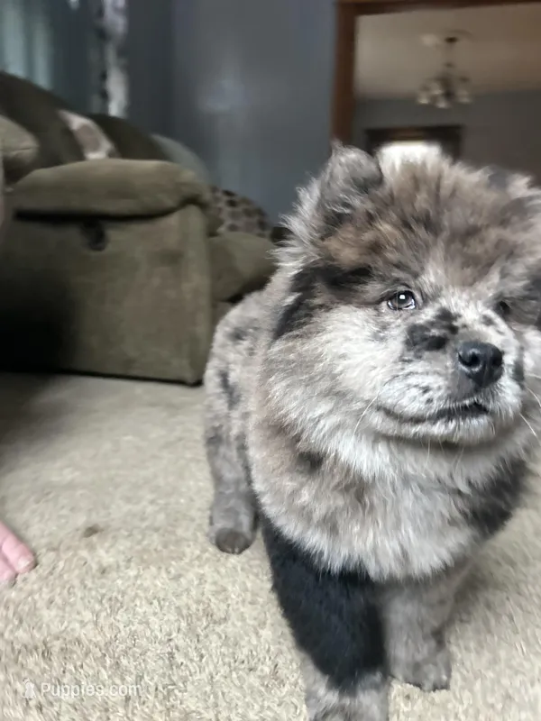 Drako, a male Chow Chow for sale in New York City, NY – Photo 1 of 9