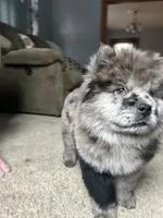 Drako, a male Chow Chow for sale in New York City, NY – Photo 1 of 9