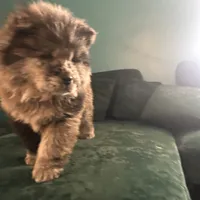 Drako, a male Chow Chow for sale in New York City, NY – Photo 2 of 9