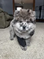 Drako, a male Chow Chow for sale in New York City, NY – Photo 9 of 9