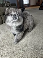 Drako, a male Chow Chow for sale in New York City, NY – Photo 7 of 9