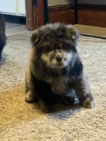 Drako, a male Chow Chow for sale in New York City, NY – Photo 6 of 9