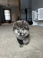 Drako, a male Chow Chow for sale in New York City, NY – Photo 8 of 9