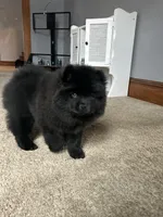 Kahelissi , a female Chow Chow for sale in New York City, NY – Photo 4 of 4