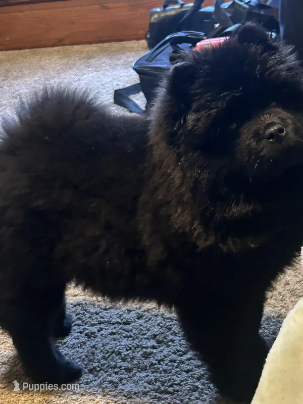 Kahelissi  – Chow Chow puppy for sale in New York City, NY