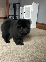Kahelissi , a female Chow Chow for sale in New York City, NY – Photo 3 of 4