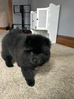 Kahelissi , a female Chow Chow for sale in New York City, NY – Photo 2 of 4