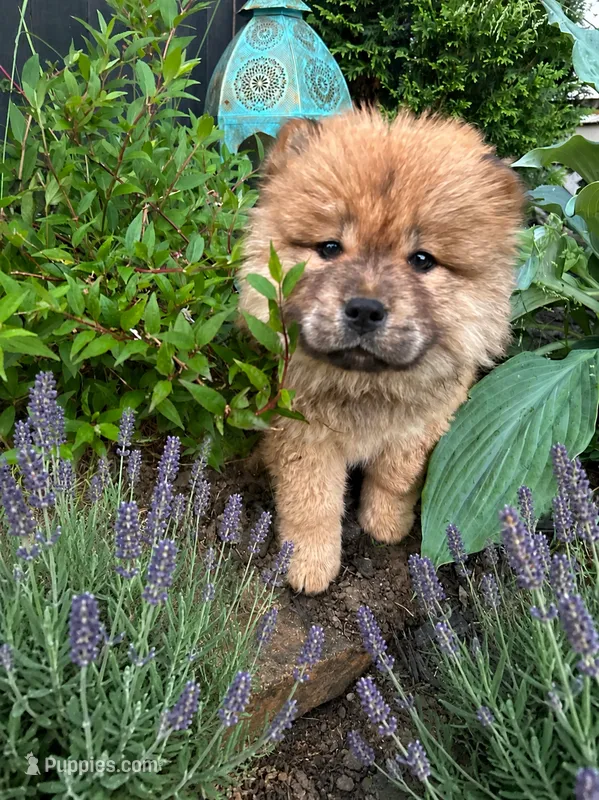 Ferrah – Chow Chow puppy for sale in New York City, NY