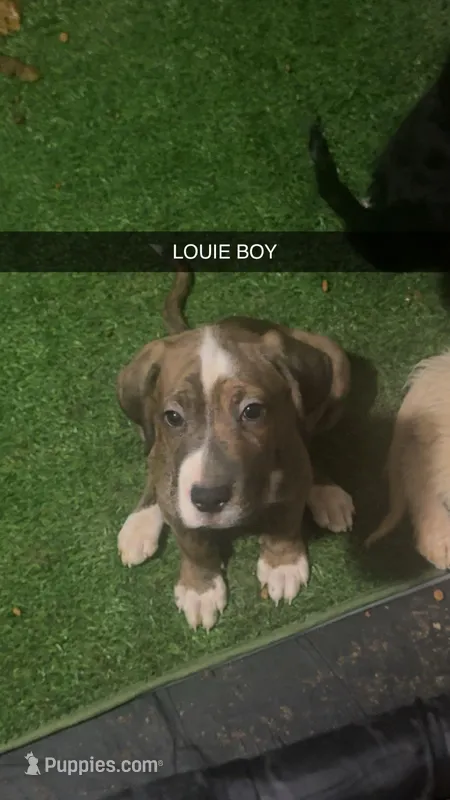 Louie – Double Doodle puppy for sale in Chicago, IL