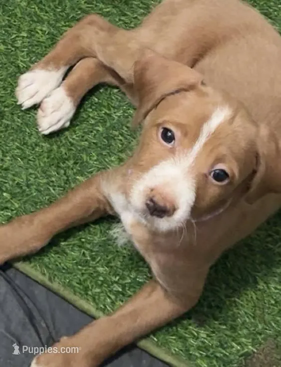 Rose – Double Doodle puppy for sale in Chicago, IL