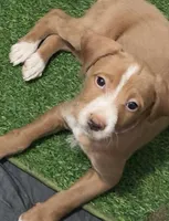 Rose, a female Double Doodle for sale in Chicago, IL – Photo 1 of 2