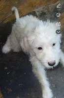 Cinnamon , a female Double Doodle for sale in Chicago, IL – Photo 3 of 5