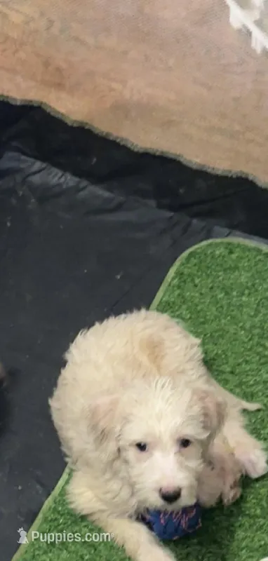 Cinnamon  – Double Doodle puppy for sale in Chicago, IL