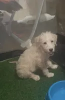 Cinnamon , a female Double Doodle for sale in Chicago, IL – Photo 2 of 5