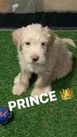 Prince, a male Double Doodle for sale in Chicago, IL – Photo 2 of 2