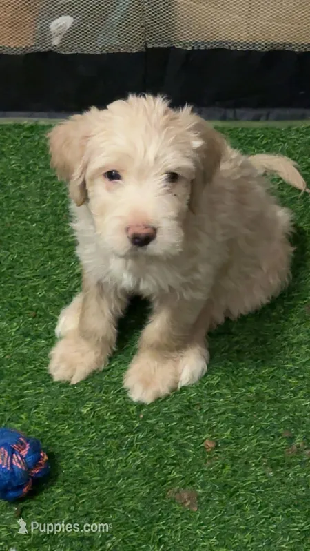 Prince – Double Doodle puppy for sale in Chicago, IL