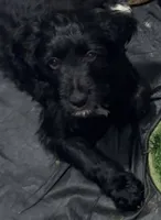 Sj, a male Double Doodle for sale in Chicago, IL – Photo 4 of 4