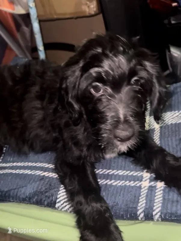 Sj – Double Doodle puppy for sale in Chicago, IL