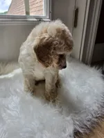 Addie, a female Cockapoo and Poodle - Miniature  for sale in Covington, GA – 1 of 2