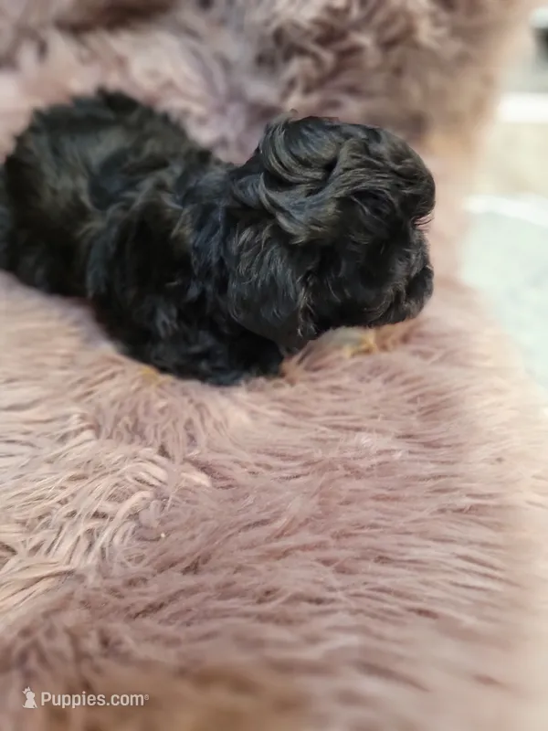 Lexi – Shihpoo, Poodle - Miniature  puppy for sale in Covington, GA