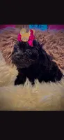 Pink girl Bow, a female Cockapoo for sale in Covington, GA – 3 of 3