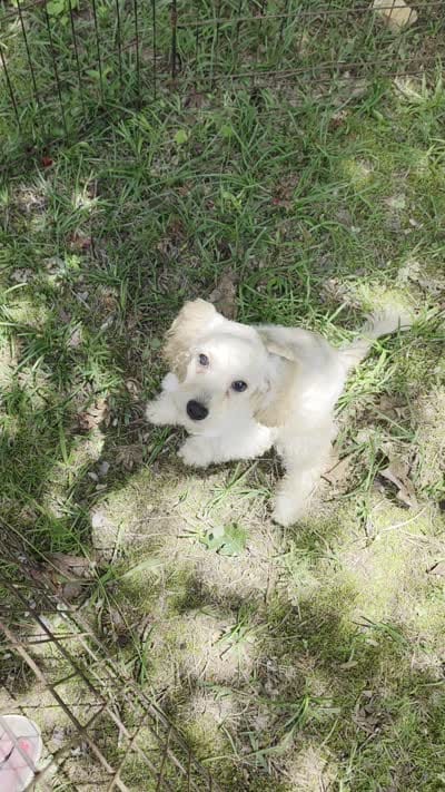 Haley, a female Cockapoo for sale in Covington, GA – 6 of 6