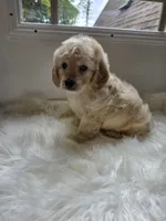 Zach, a male Cockapoo and Poodle - Miniature  for sale in Covington, GA – 4 of 4