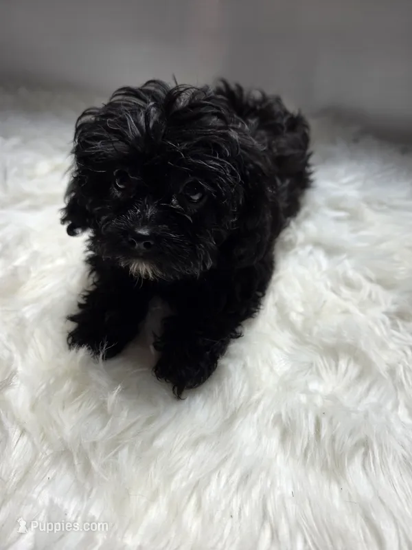 RyRy – Shihpoo, Poodle - Miniature  puppy for sale in Covington, GA