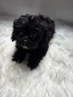 RyRy, a female Shihpoo and Poodle - Miniature  for sale in Covington, GA – 1 of 3