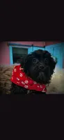 Red Scarf Boy, a male Cockapoo for sale in Covington, GA – 3 of 3