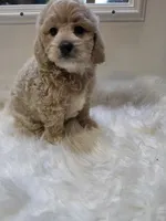 Taylor, a male Cockapoo and Poodle - Miniature  for sale in Covington, GA – 4 of 4